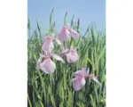 Hornbach Wasserschwertlilie FloraSelf Iris laevigata 'Rose Queen' H 20-80 cm Co 10 L