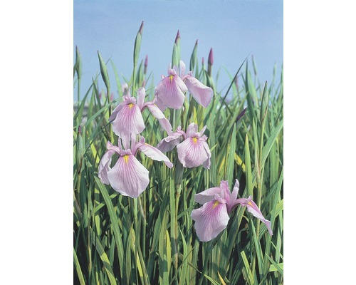 Wasserschwertlilie FloraSelf Iris laevigata 'Rose Queen' H 20-80 cm Co 10 L