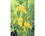 Hornbach Gelbe Sumpfschwertlilie FloraSelf Iris pseudocorus H 20-80 Co 10 L