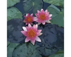 Seerose FloraSelf Nymphaea-Cultivars 'Pygmea Rubra' H 10-30 cm Co 3 L