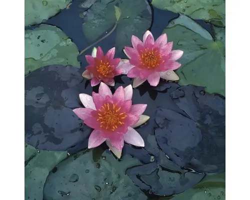Seerose FloraSelf Nymphaea-Cultivars 'Pygmea Rubra' H 10-30 cm Co 3 L