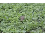 Hornbach Grünlandsamen Kiepenkerl Pioniermischung 10 kg / 3300 m²