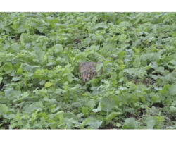 Grünlandsamen Kiepenkerl Pioniermischung 10 kg / 3300 m²