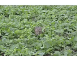 Grünlandsamen Kiepenkerl Pioniermischung 10 kg / 3300 m²