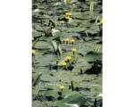 Hornbach Dottergelbe Teichrose FloraSelf Nuphar lutea H 15-25 cm Co 3 L