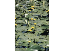 Dottergelbe Teichrose FloraSelf Nuphar lutea H 15-25 cm Co 3 L