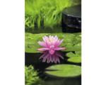 Hornbach Seerose FloraSelf Nymphaea 'Firecrest' H 10-20 cm Co 3 L