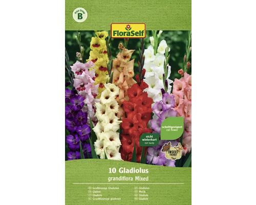 Blumenzwiebel FloraSelf Gladiolen-Mischung, 10 Stk