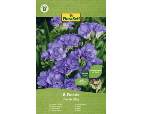FloraSelf Blumenzwiebel Freesia Gefüllt Blau 8 Stk