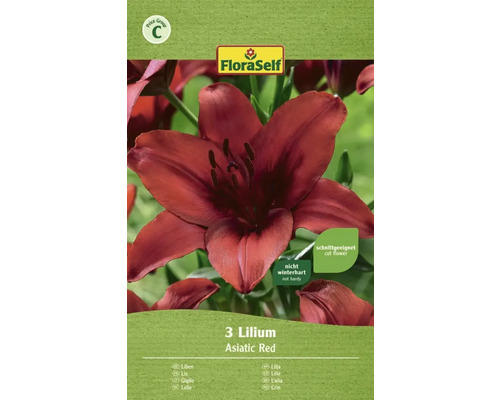 FloraSelf Blumenzwiebel Lilien Asiatisch Rot 3 Stk