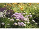 Hornbach Berglauch FloraSelf Allium senescens H 5-20 cm Co 0,5 L