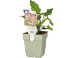 Hornbach Knöterich FloraSelf Persicaria/Bistorta amplexicaulis 'Pink Elephant' H 10-40 cm Co 0,5 L