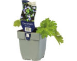 Hornbach Storchschnabel FloraSelf Geranium wallichianum 'Azure Rush' ® H 5-30 cm Co 0,5 L