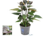 Hornbach Flamingoblume/ Anthurie FloraSelf Anthurium andreanum 'Black' H 10-20 cm Ø 12 cm Topf