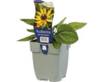 Hornbach Sonnenhut FloraSelf Rudbeckia fulgida 'Little Gold Star' ® H 5-50 cm Co 0,5 L