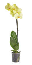 Kaufland хипермаркет Орхидея Фаленопсис Ø12 см - до 28-04-24