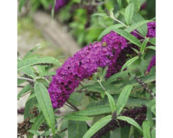 Sommerflieder FloraSelf Buddleja davidii 'Royal Red' H 60-80 cm Co 4,5 L