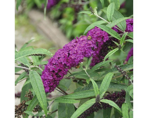 Sommerflieder FloraSelf Buddleja davidii 'Royal Red' H 60-80 cm Co 4,5 L