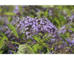 Hornbach Sommerflieder FloraSelf Buddleja davidii 'Wisteria Lane' H 60-80 cm Co 4,5 L