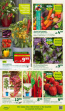 Pflanzen-Kölle Pflanzen-Kölle: Doppelte Liebe, doppeltes Fest - bis 12.05.2024