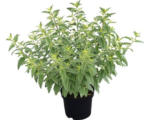 Hornbach Bartblume FloraSelf Caryopteris clandonensis 'White Surprise' H 40-60 cm Co 4 L