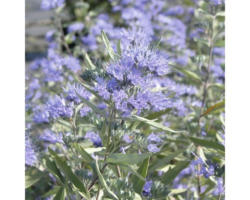 Bartblume FloraSelf Caryopteris clandonensis 'Dark Night' H 40-60 cm Co 4 L