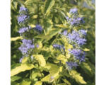 Hornbach Bartblume Caryopteris clandonensis 'Summer Sorbet' H 40-60 cm Co 4 L