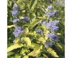 Bartblume Caryopteris clandonensis 'Summer Sorbet' H 40-60 cm Co 4 L