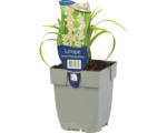 Hornbach Lilientraube, Glöckchentraube FloraSelf Liriope muscari 'Monroe White' H 5-20 cm Co 0,5 L