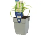 Hornbach Lilientraube, Glöckchentraube FloraSelf Liriope muscari 'Monroe White' H 5-20 cm Co 0,5 L