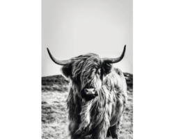 Outdoorbild Highlandcattle 77x117 cm