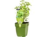 Hornbach Basilikum FloraSelf Ocimum basilicum H 5-20 cm Co 0,5 L