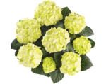 Hornbach Bauernhortensie Hydrangea macrophylla 'Caipirinha' H 30-40 cm Co 5 L