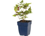 Hornbach Prachtspiere FloraSelf Astilbe chininensis 'Purpurkerze' H 5-75 cm Co 0,5 L