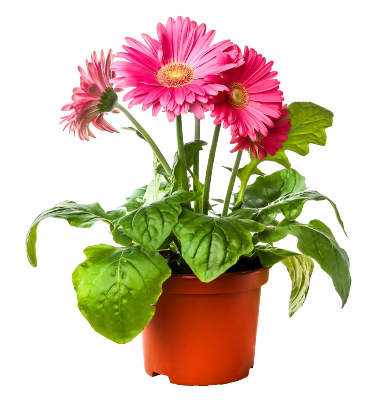 Gerbera, diverse varietà, al pezzo