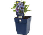 Hornbach Glockenblume FloraSelf Campanula lactiflora 'Prichard's Variety' H 5-70 cm Co 0,5 L