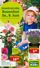 Pflanzen-Kölle Gartencenter Pflanzen-Kölle: Rosenfest - bis 09.06.2024