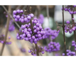 Liebesperlenstrauch FloraSelf Callicarpa bodinieri 'Profusion' H 50-60 cm Co 4,5 L