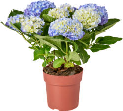 Hortensias, en pot, 1 pièce