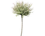 Hornbach Weißbunte Weide FloraSelf Salix integra "Hakuro Nishiki" Halbstamm 40 cm H 60-100 cm Co 6 L