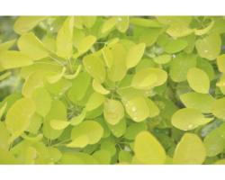 Perückenstrauch FloraSelf Cotinus coggygria 'Golden Lady' H 40-60 cm Co 4,5 L