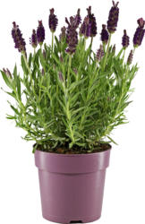 Lavanda, in vaso, 1 pezzo