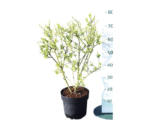 Hornbach Prunkspiere FloraSelf Exochorda racemosa 'Niagara' H 40-50 cm Co 6 L