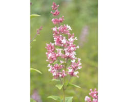 Zwerg-Duftflieder FloraSelf Syringa 'Josee' H 60-80 cm Co 6 L