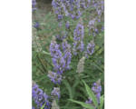 Hornbach Mönchspfeffer Vitex agnus castus 'Delta Blues' ® H 40-50 cm Co 4,5 L