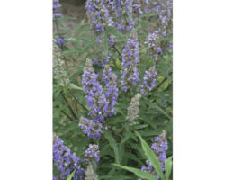 Mönchspfeffer Vitex agnus castus 'Delta Blues' ® H 40-50 cm Co 4,5 L