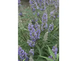 Mönchspfeffer Vitex agnus castus 'Delta Blues' ® H 40-50 cm Co 4,5 L