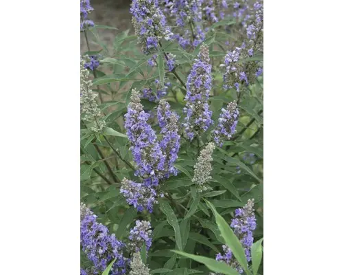 Mönchspfeffer Vitex agnus castus 'Delta Blues' ® H 40-50 cm Co 4,5 L