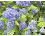 Hornbach Säckelblume FloraSelf Ceanothus delilianus 'Gloire d. Versailles' H 40-60 cm Co 4,5 L