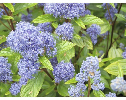 Säckelblume FloraSelf Ceanothus delilianus 'Gloire d. Versailles' H 40-60 cm Co 4,5 L